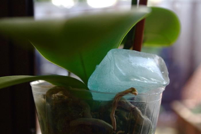 Kaip vanduo orchidėjams namuose: tik apie kompleksą